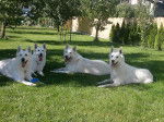 Photo Bergers Blancs Suisse - Berger Blanc Suisse