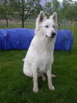 Photo Berger Blanc Suisse : Celtic - Berger Blanc Suisse