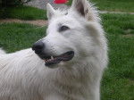 Berger Blanc Suisse - Berger Blanc Suisse