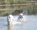 Photos de deux Bergers Blancs Suisses - Berger Blanc Suisse
