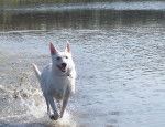 Photo Berger Blanc Suisse - Berger Blanc Suisse