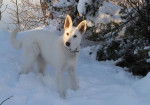 Photo Berger Blanc Suisse : Taika - Berger Blanc Suisse