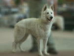 Bibilee Of Haely's Future - Berger Blanc Suisse