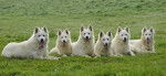 Bergers Blancs du Domaine de La Combe Noire - Berger Blanc Suisse