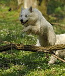 F'han of White Heroes, étalon recommandé - Berger Blanc Suisse