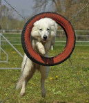 F'han of White Heroes, étalon recommandé - Berger Blanc Suisse