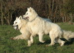 Boycot et Kaiser du Domaine de la Combe Noire - Berger Blanc Suisse