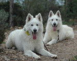 Boycot et Kaiser du Domaine de la Combe Noire - Berger Blanc Suisse