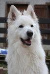Chester étalon Berger Blanc Suisse - Berger Blanc Suisse