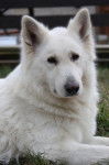 Tanka du Domaine de la Combe Noire, femelle - Berger Blanc Suisse