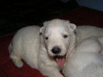 Chiots Bergers Blancs Suisses - Berger Blanc Suisse