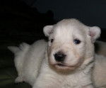 Chiot Berge Blanc Suisse - Berger Blanc Suisse