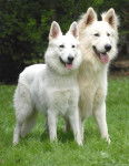 Coup-De-Coeur et Big Bad Boy - Berger Blanc Suisse