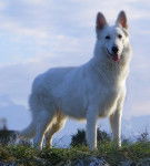 COUP-DE-COEUR Isil Du bois des ternes - Berger Blanc Suisse