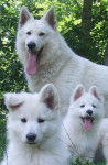 Al-Pacino of Haley's Future et chiots - Berger Blanc Suisse
