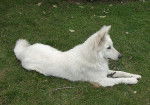 Dealer berger Blanc Suisse 1 an - Berger Blanc Suisse