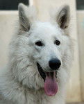 Dealer 1 an - Berger Blanc Suisse