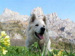 Berger Blanc Suisse : Celtic - Berger Blanc Suisse
