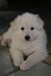 Photo Berger blanc suisse : E'Neige - Berger Blanc Suisse