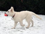 E' Flocon des Ecrins de Sirius - Berger Blanc Suisse