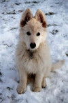 E' Neige des Ecrins de Sirius - Berger Blanc Suisse