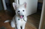 Faloue Berger blanc Suisse 4 mois - Berger Blanc Suisse (4 mois)