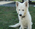 Chiot Berger blanc Suisse : Faloue - Berger Blanc Suisse