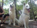 Enjy et Briska - Berger Blanc Suisse
