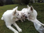 Enjy et Briska avec Farouk - Berger Blanc Suisse