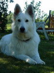 Briska - Berger Blanc Suisse