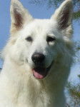 Enjy - Berger Blanc Suisse