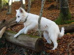 Faloue, femelle Berger Blanc Suisse - Berger Blanc Suisse