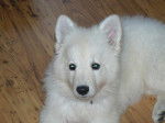 Faloue, petite chienne Berger Blanc Suisse - Berger Blanc Suisse