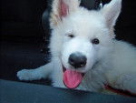 Love Boy Pt'it Loups d'Amour, Berger Blanc Suisse - Berger Blanc Suisse