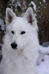 Beau portrait de berger Blanc Suisse : Love Boy - Berger Blanc Suisse
