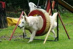 E'Neige des Ecrins de Sirius en agility - Berger Blanc Suisse