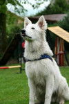 E'Neige des Ecrins de Sirius Berger Blanc Suisse - Berger Blanc Suisse