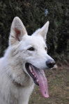 E'Neige des Ecrins de Sirius portrait - Berger Blanc Suisse