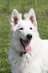 E'Neige des Ecrins de Sirius portrait - Berger Blanc Suisse