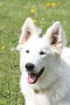E'Flocon des Ecrins de Sirius portrait - Berger Blanc Suisse