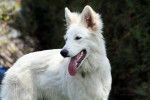 E'Flocon des Ecrins de Sirius Berger Blanc Suisse - Berger Blanc Suisse