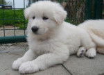 KENZA, Berger Blanc Suisse 7 semaines - Berger Blanc Suisse