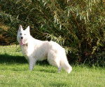 Bart, Berger Blanc suisse de 5 ans - Berger Blanc Suisse (5 ans)