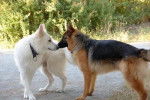 Bart BBS 5 ans et Ferria berger Allemand 9 mois - Berger Blanc Suisse (9 mois)