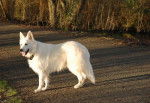Bart, 5 ans Berger Blanc Suisse - Berger Blanc Suisse (5 ans)