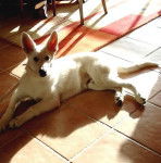 Chiot Berger blanc Suisse de 4 mois - Berger Blanc Suisse (4 mois)