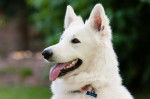Beau Berger Blanc Suisse : Kenza 3 ans - Berger Blanc Suisse (3 ans)