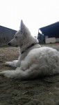 Joe - Berger Blanc Suisse Mâle (6 mois)
