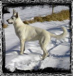 Première neige - Berger Blanc Suisse