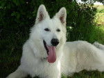 Photo Berger Blanc Suisse